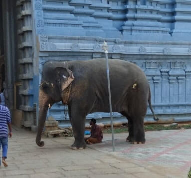 kalayarkoil temple elephant