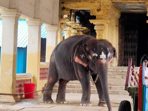 thirukadaiyur temple elephant