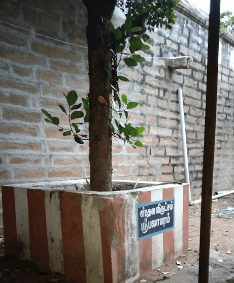thirupuvanam temple sthala vriksham