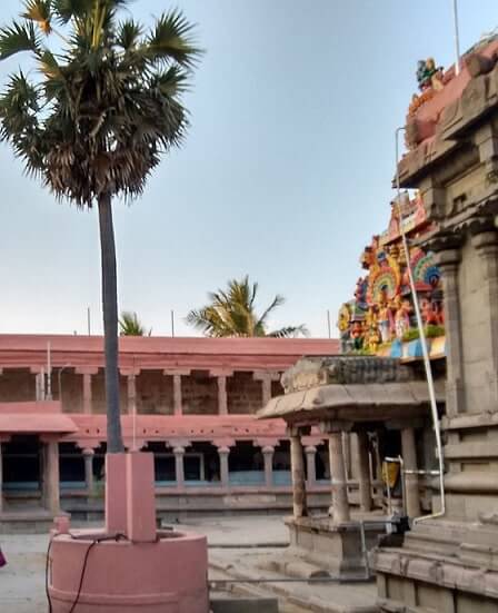 Thirumazhapadi Vaidyanathaswami Temple Sthala Vriksham