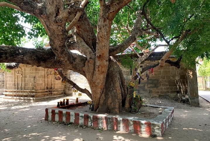 thirupullani temple sthala vriksham