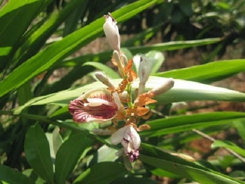 sitharathai flower image