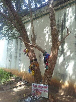 azhinjil tree